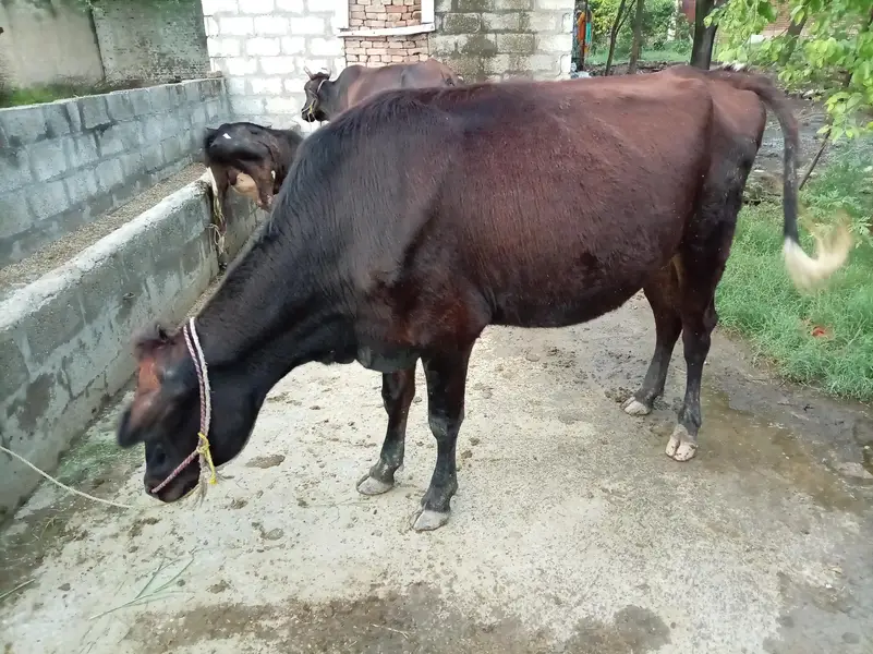 friesian nasal ki gaay for sale hai 4mahenay ki gahban hai — photo 2