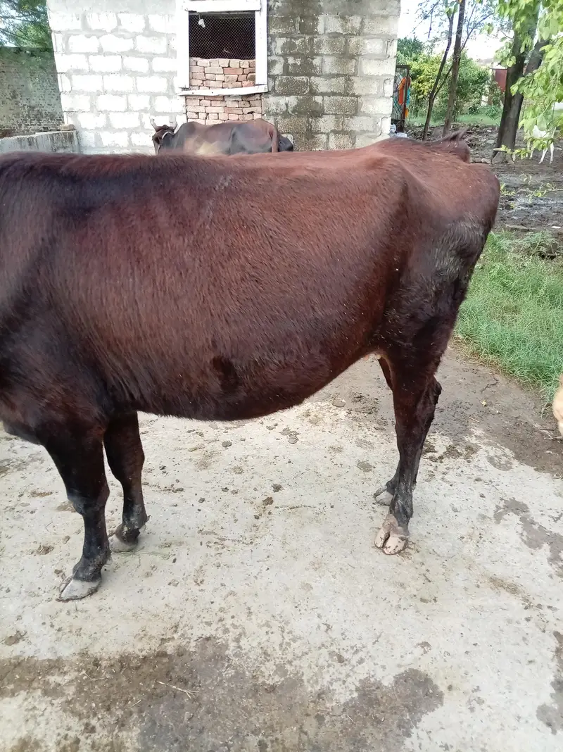 friesian nasal ki gaay for sale hai 4mahenay ki gahban hai — photo 3