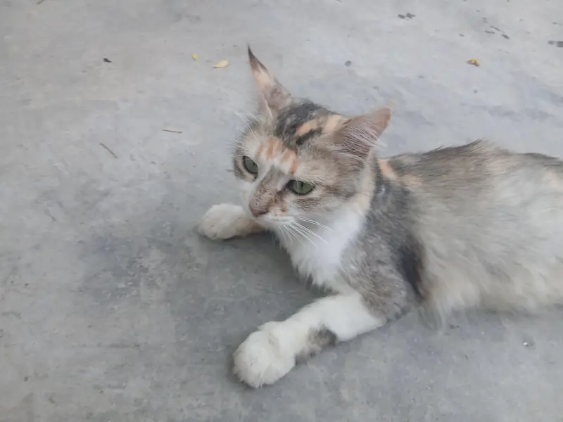 Persian double coated with green eyes cat — photo 3