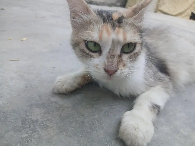 Persian double coated with green eyes cat — photo 4