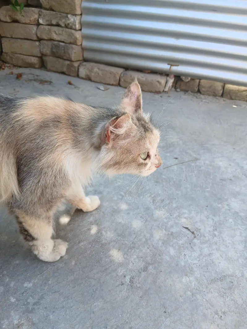 Persian double coated with green eyes cat — photo 5