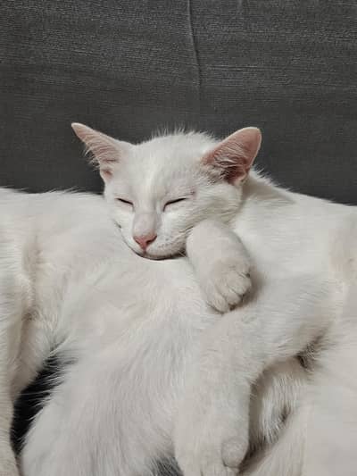 Persian cat for adoption