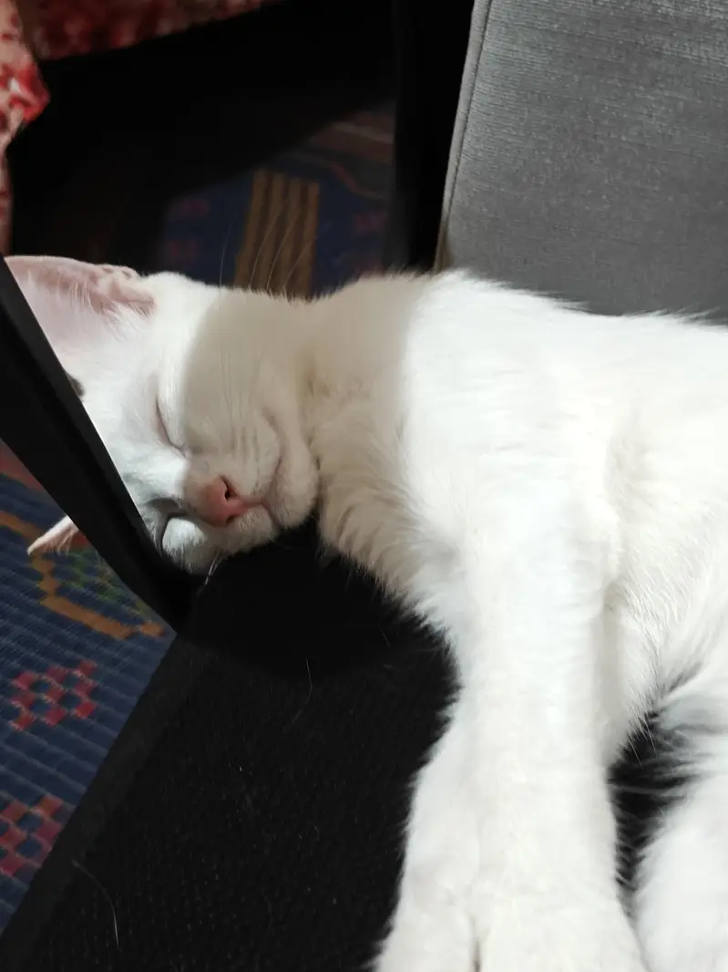 Persian cat for adoption — photo 3