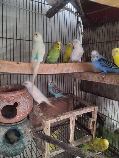 Australian birds