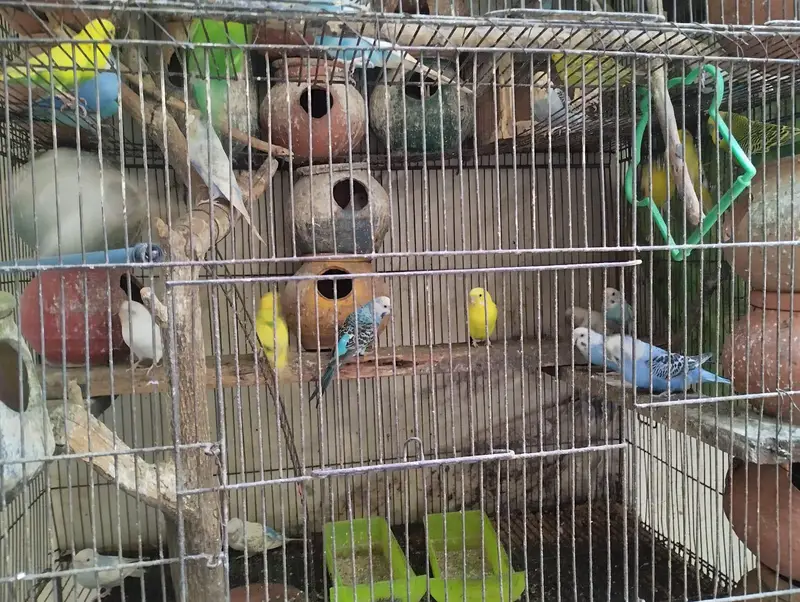 Australian birds — photo 2