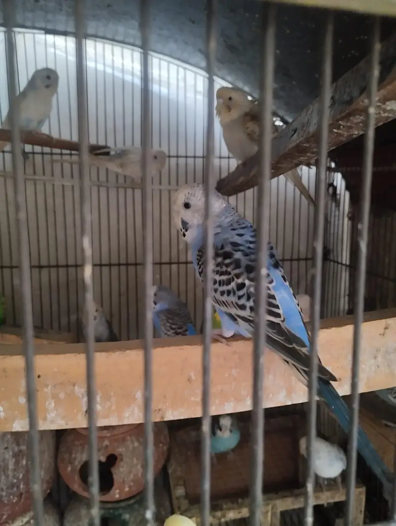 Australian birds — photo 3