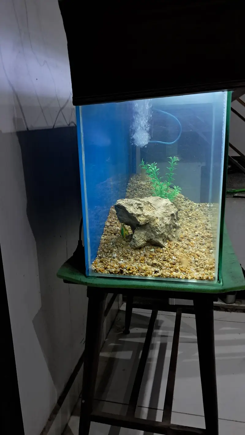 Fish Aquarium — photo 2