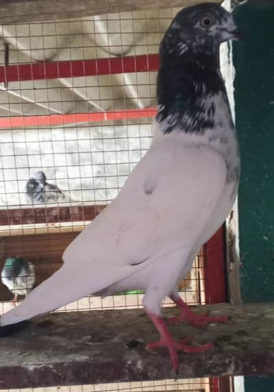 breeder teddy patha
