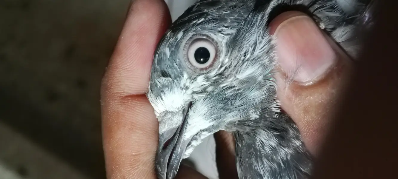 breeder teddy patha — photo 2