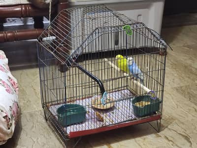 Australian Parrots Breeding Parrots Breeders Budgies with Cage