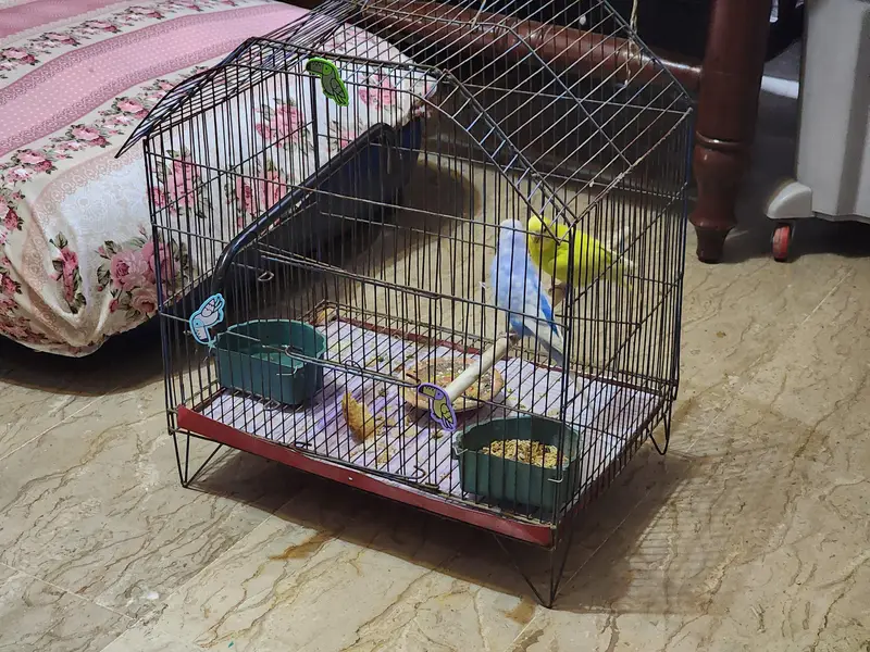 Australian Parrots Breeding Parrots Breeders Budgies with Cage — photo 2
