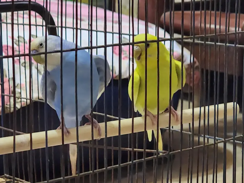 Australian Parrots Breeding Parrots Breeders Budgies with Cage — photo 3