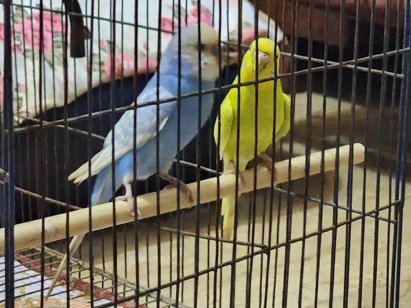 Australian Parrots Breeding Parrots Breeders Budgies with Cage — photo 4