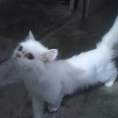 Doll Face Persian breed cat