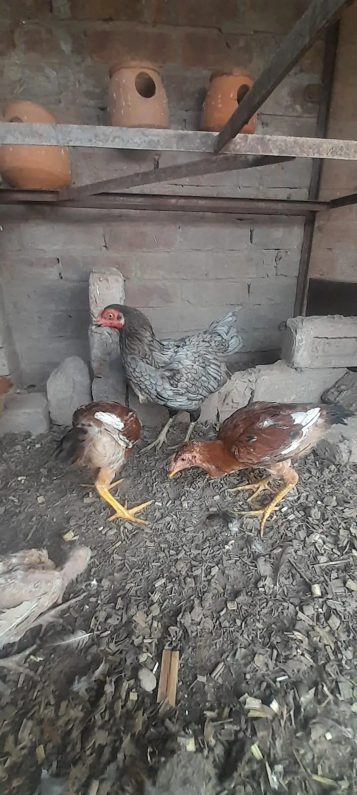 Assel birds — photo 2