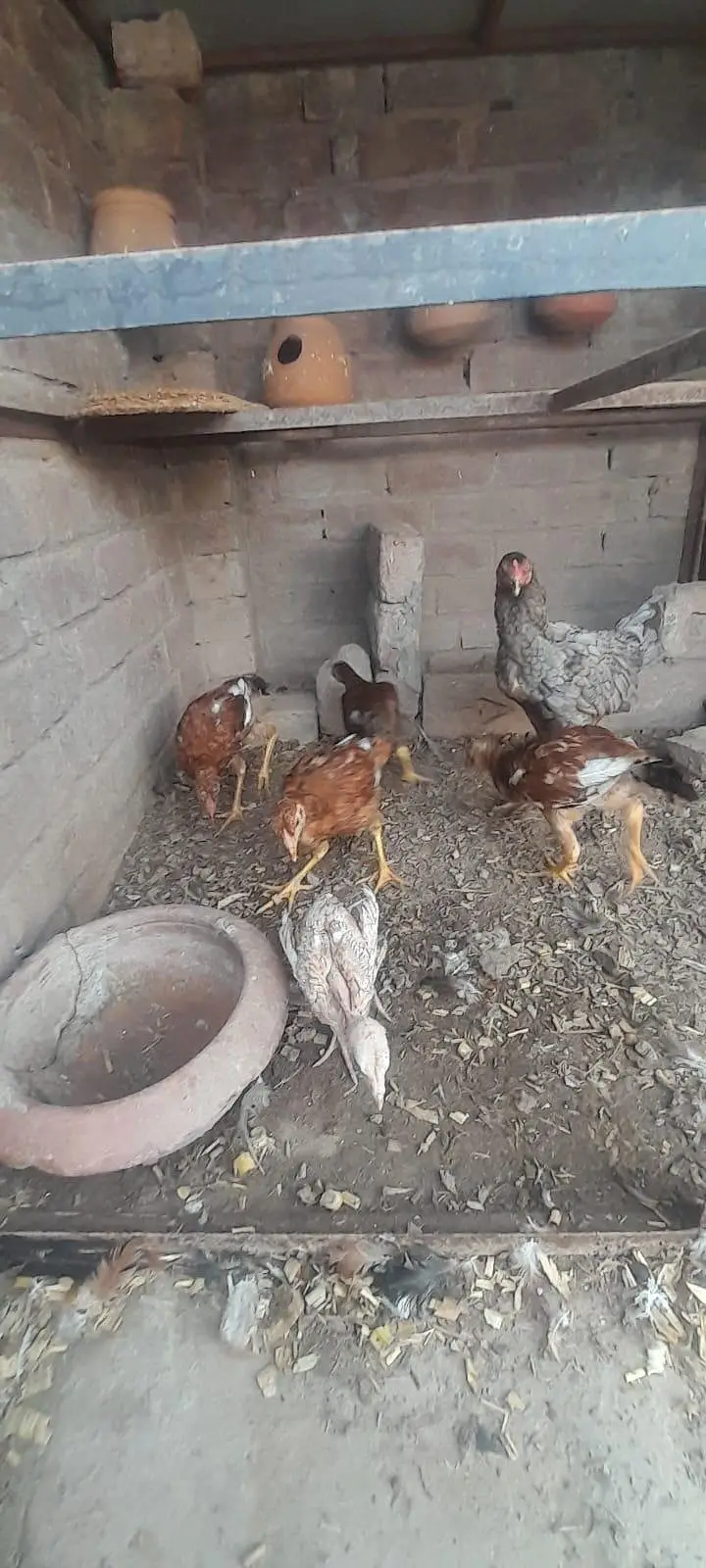 Assel birds — photo 5