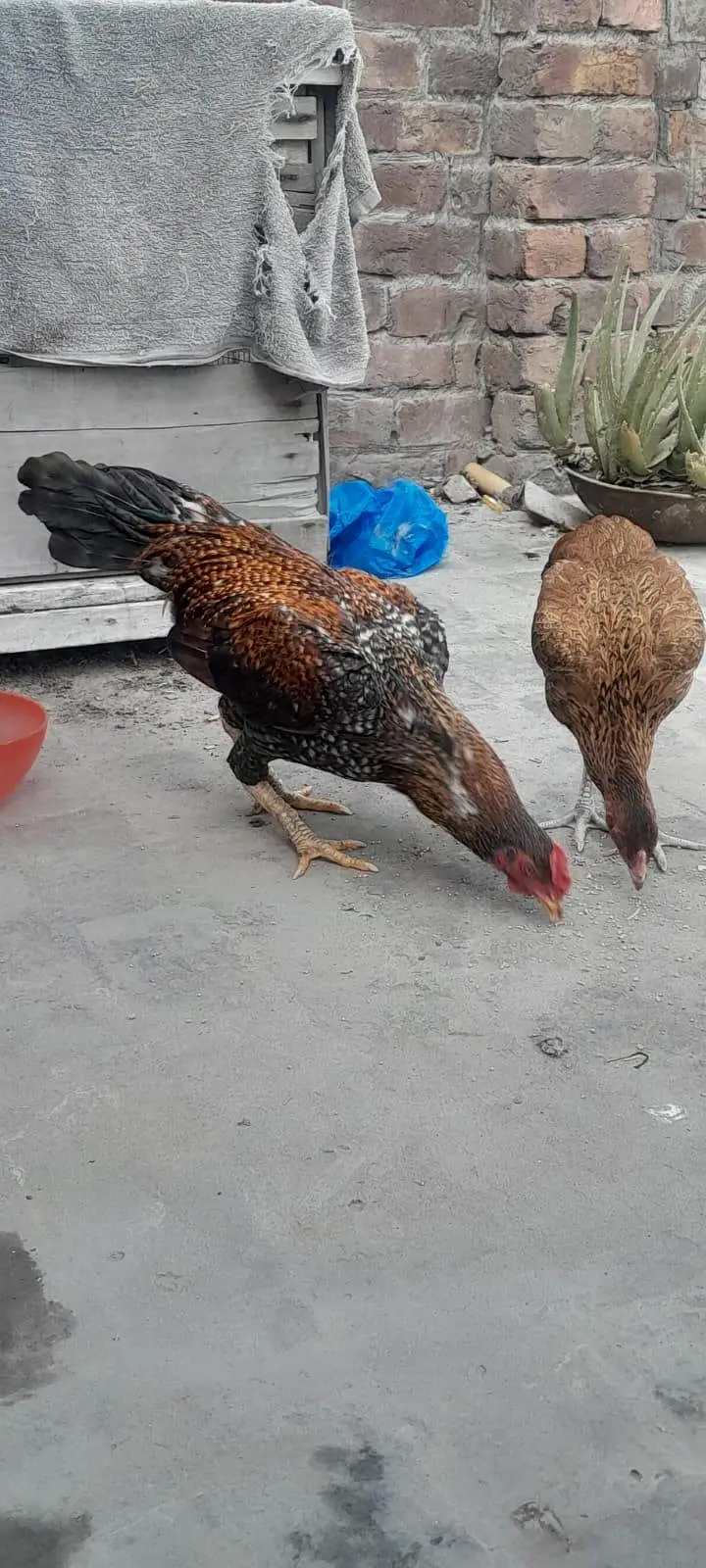 Assel birds — photo 7