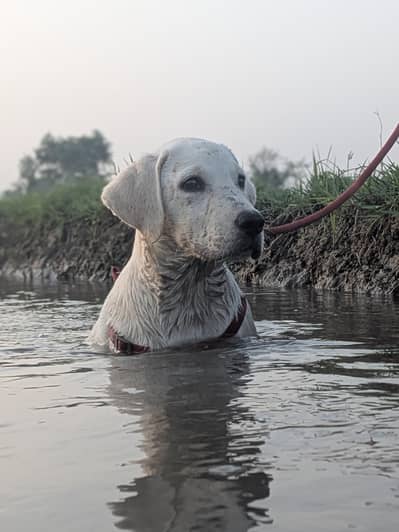 Labrador Age 5 Months
