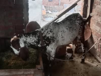 goats for sale