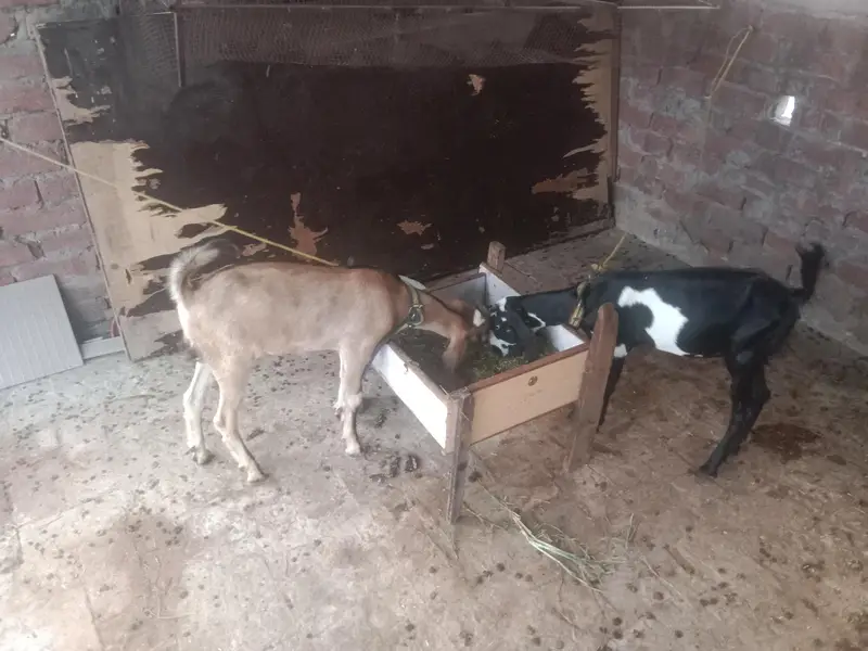 goats for sale — photo 2