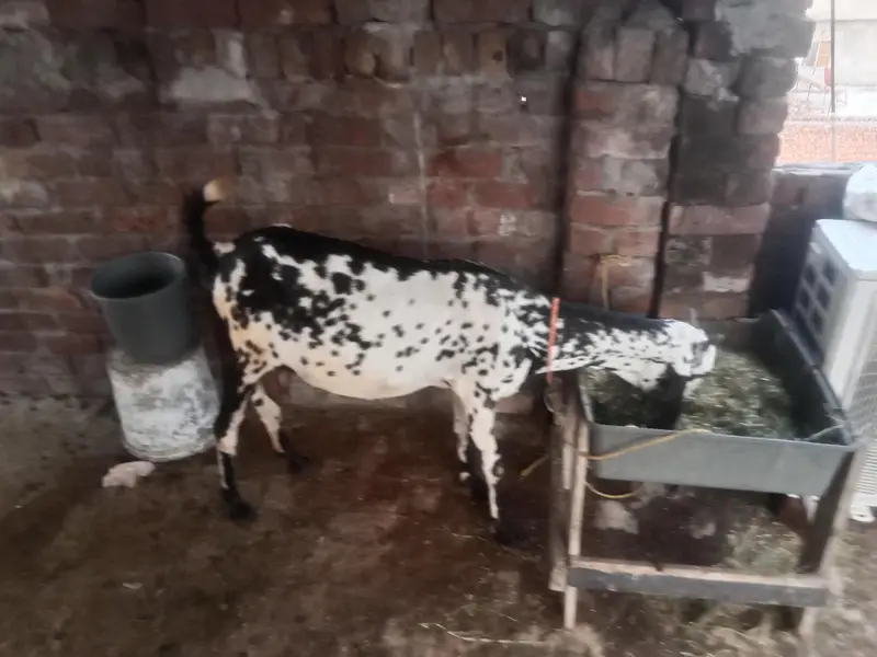goats for sale — photo 3