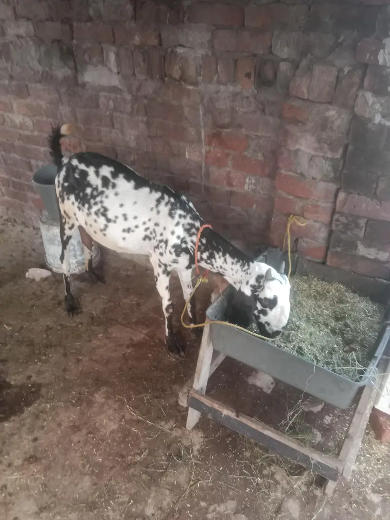 goats for sale — photo 4