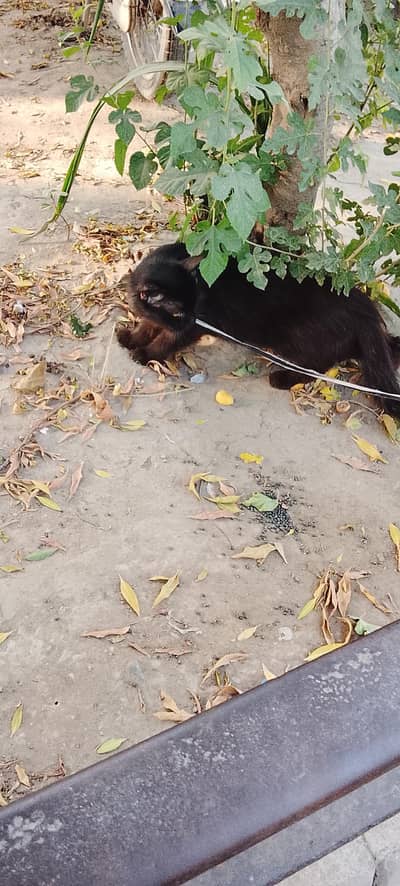 cat for sale