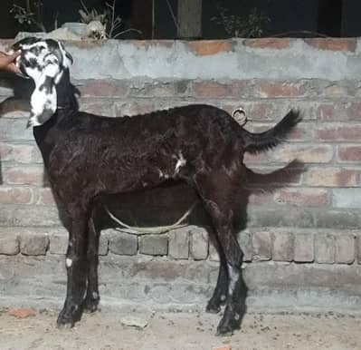Beetal nasal ki  bakri