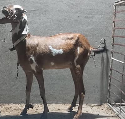tedi bakri i confirm pregnant bakri ultrasound pass