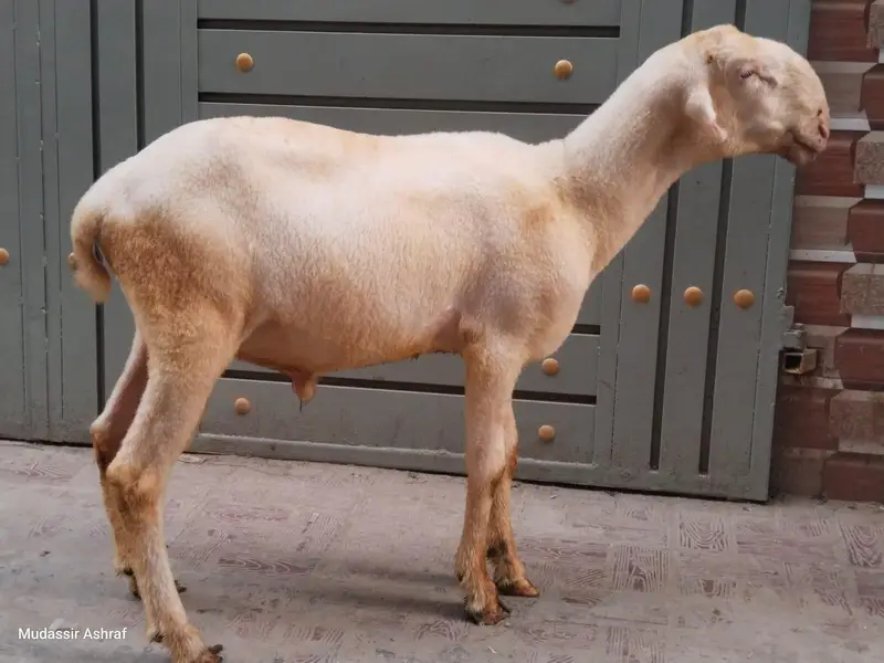2 Mundra chutra jori for sale — photo 2