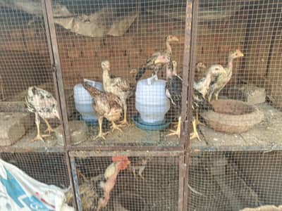 pure aseel with bhangam. healthy hen and chicks are available. . .