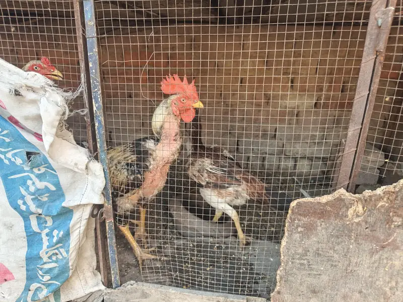 pure aseel with bhangam. healthy hen and chicks are available. . . — photo 2