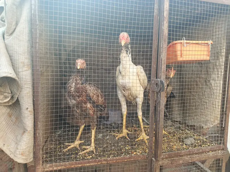 pure aseel with bhangam. healthy hen and chicks are available. . . — photo 3
