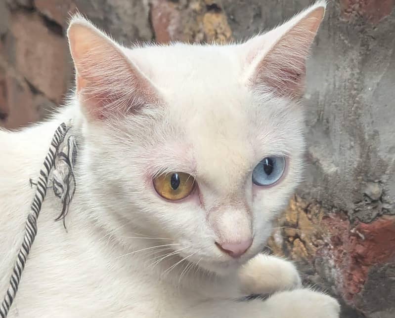 white cat 0