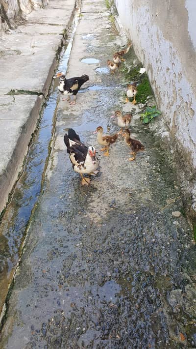 3 Ducks 7 chicks 1 month old