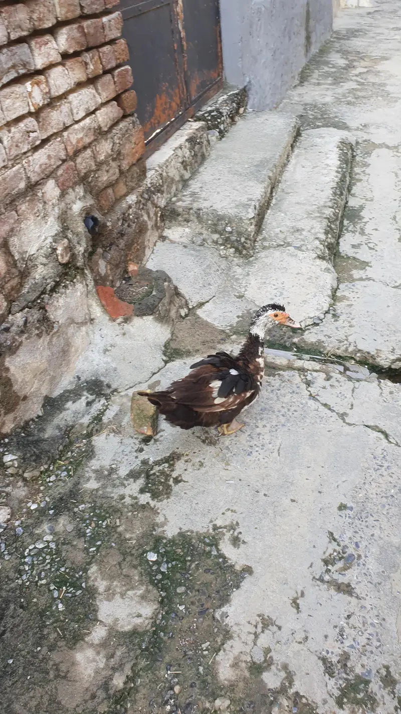 3 Ducks 7 chicks 1 month old — photo 2