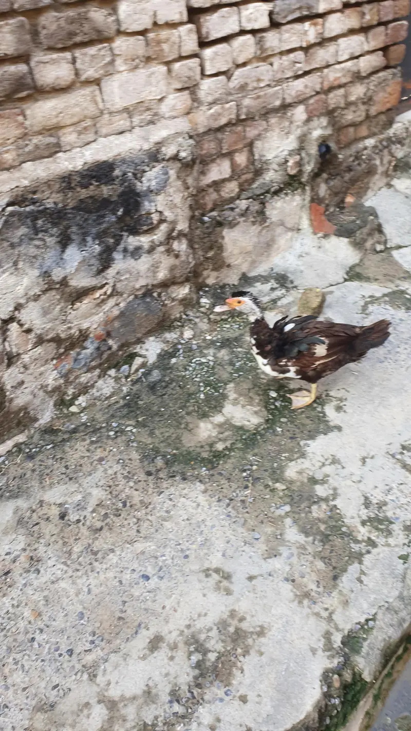 3 Ducks 7 chicks 1 month old — photo 3