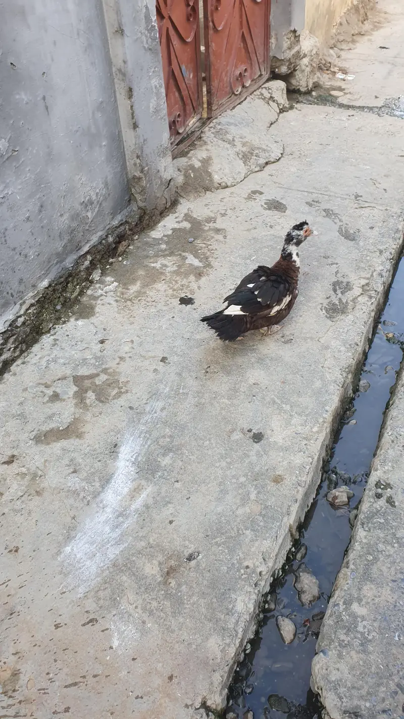 3 Ducks 7 chicks 1 month old — photo 4
