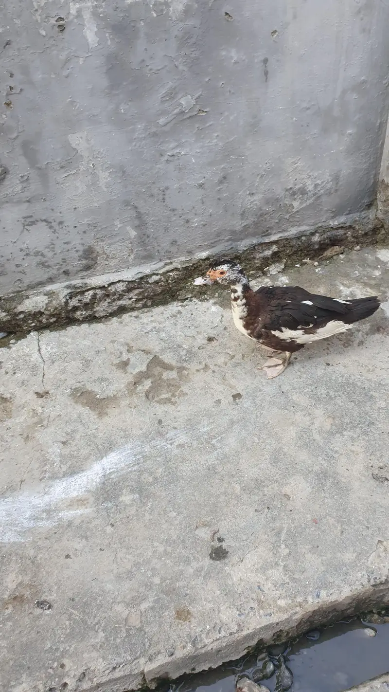 3 Ducks 7 chicks 1 month old — photo 5