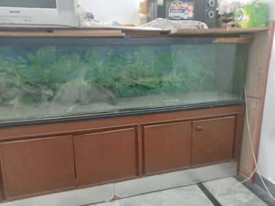 Fish Equrium