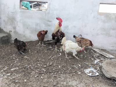 Desi/Misri Hens for sale