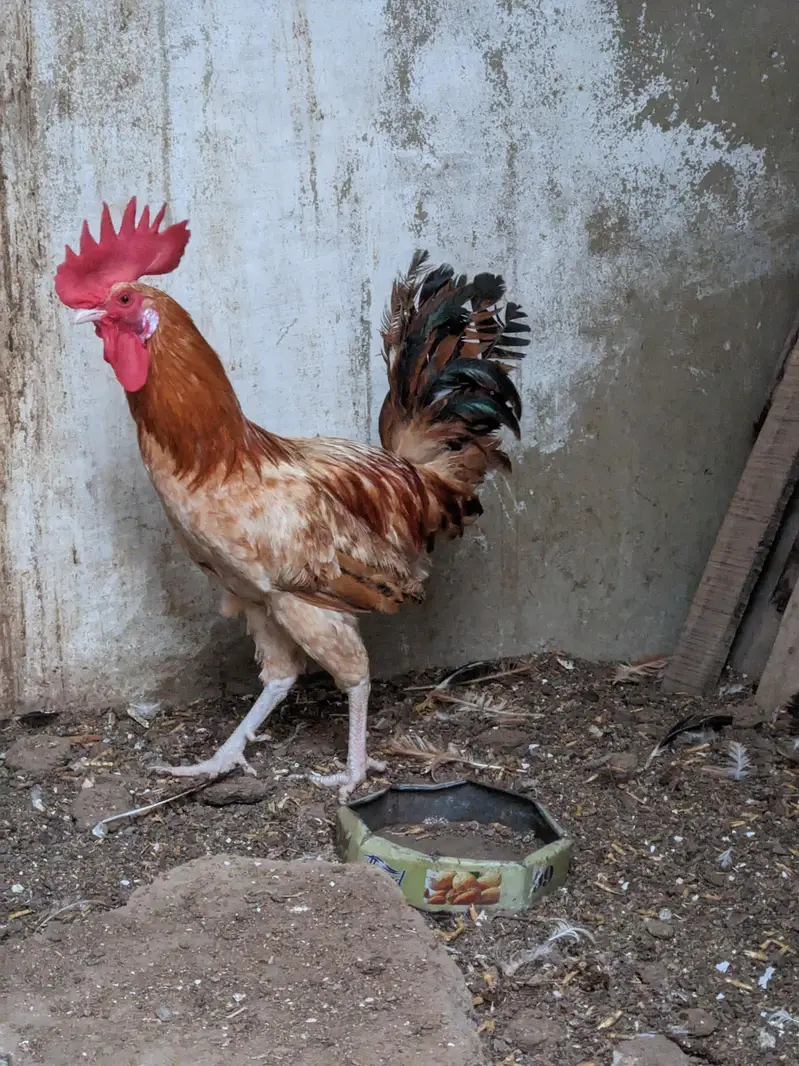 Desi/Misri Hens for sale — photo 2