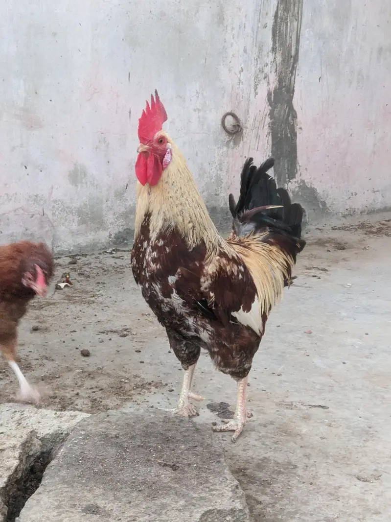 Desi/Misri Hens for sale — photo 3