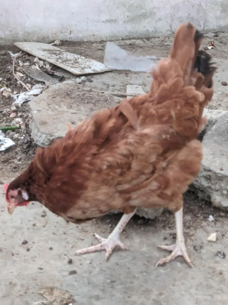 Desi/Misri Hens for sale — photo 4