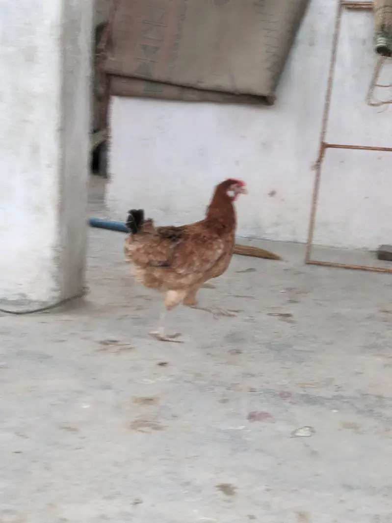 Desi/Misri Hens for sale — photo 5
