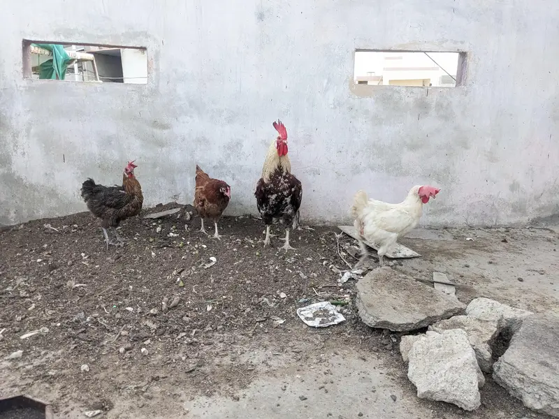 Desi/Misri Hens for sale — photo 6