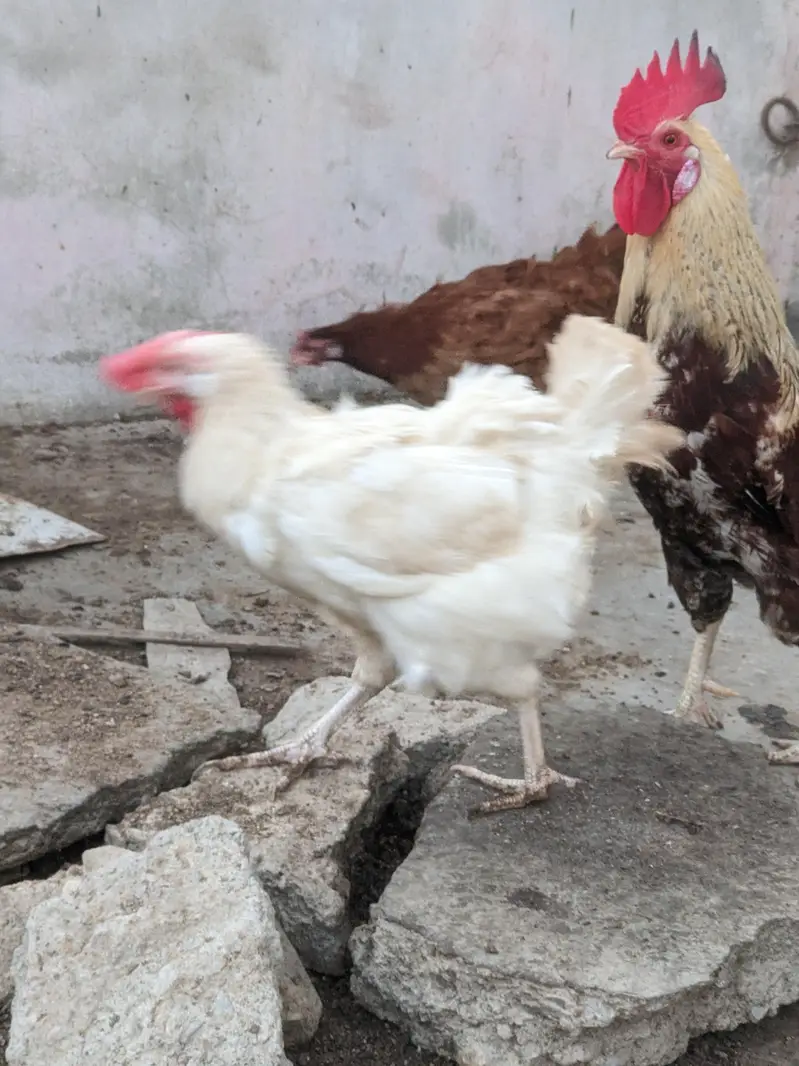 Desi/Misri Hens for sale — photo 7