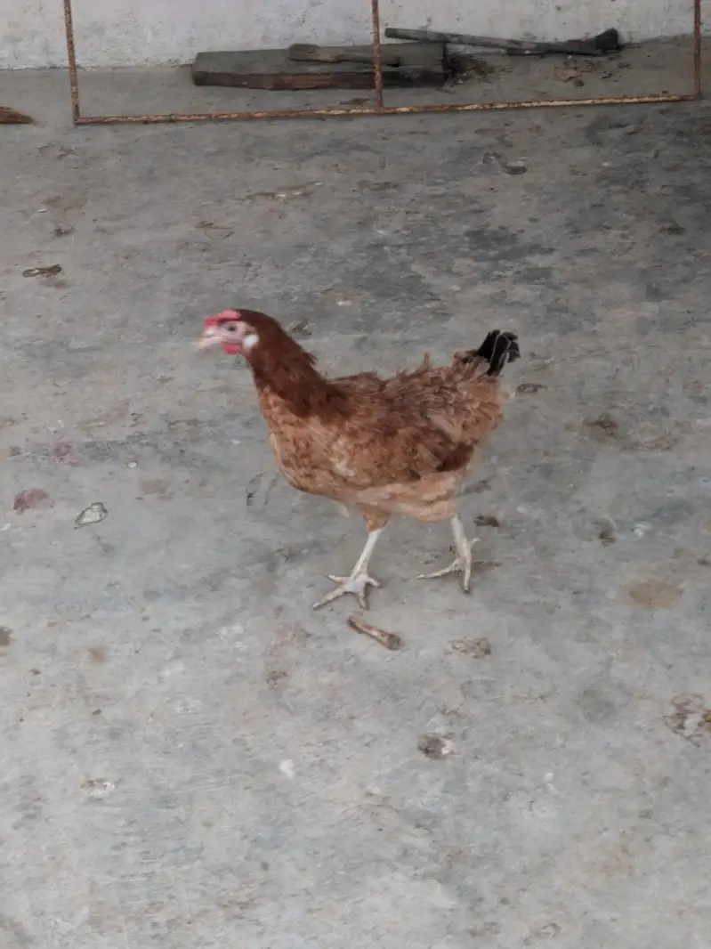 Desi/Misri Hens for sale — photo 8