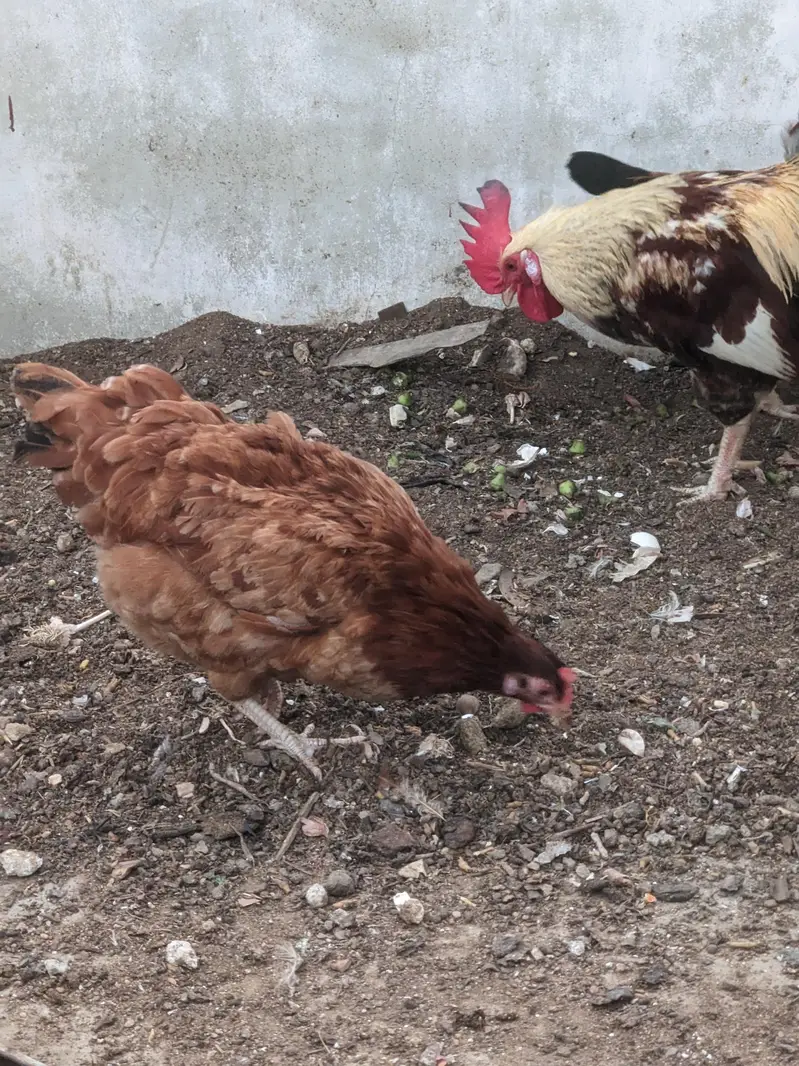 Desi/Misri Hens for sale — photo 9