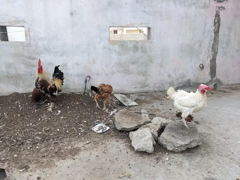 Desi/Misri Hens for sale — photo 10